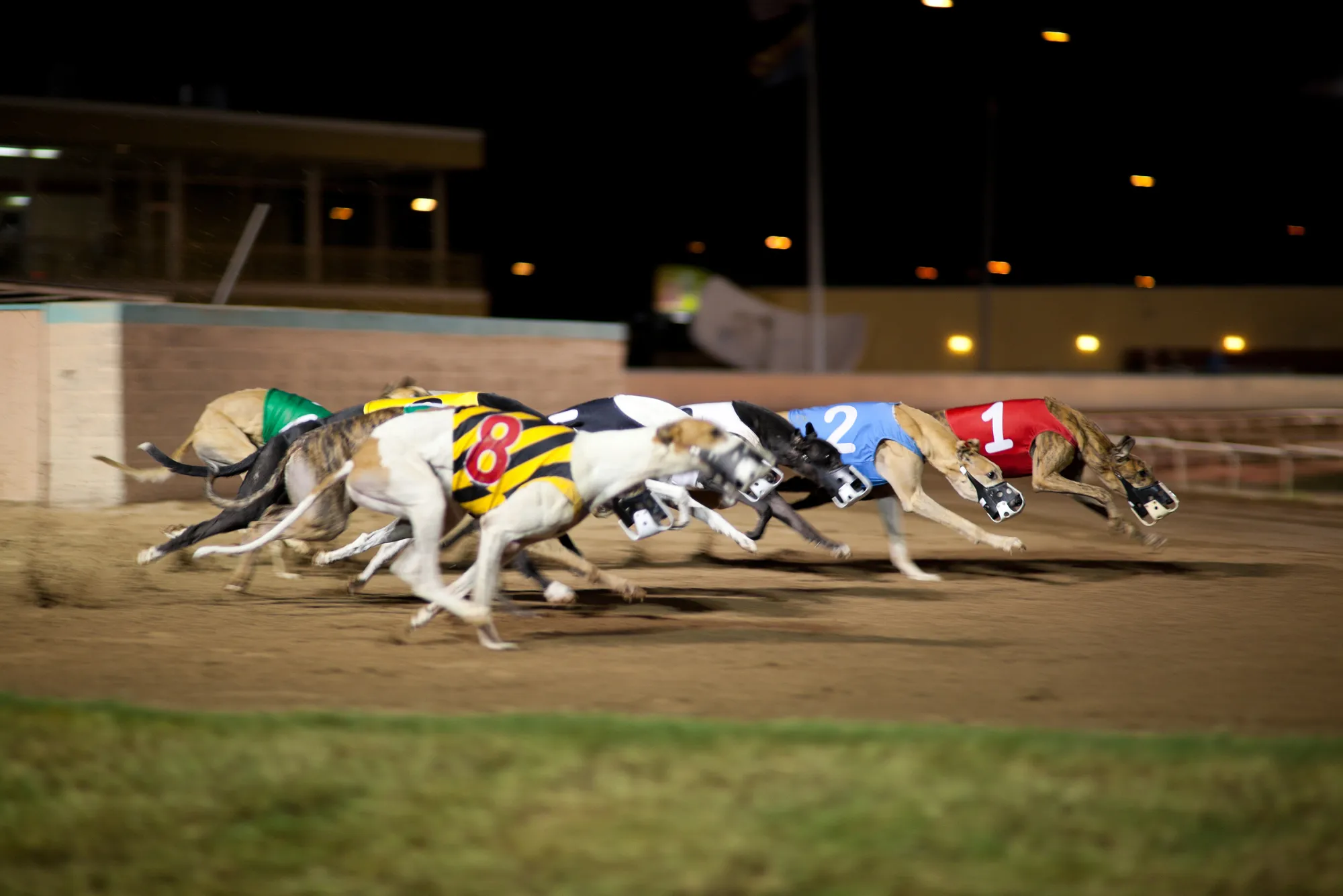 Bet on Greyhound Races