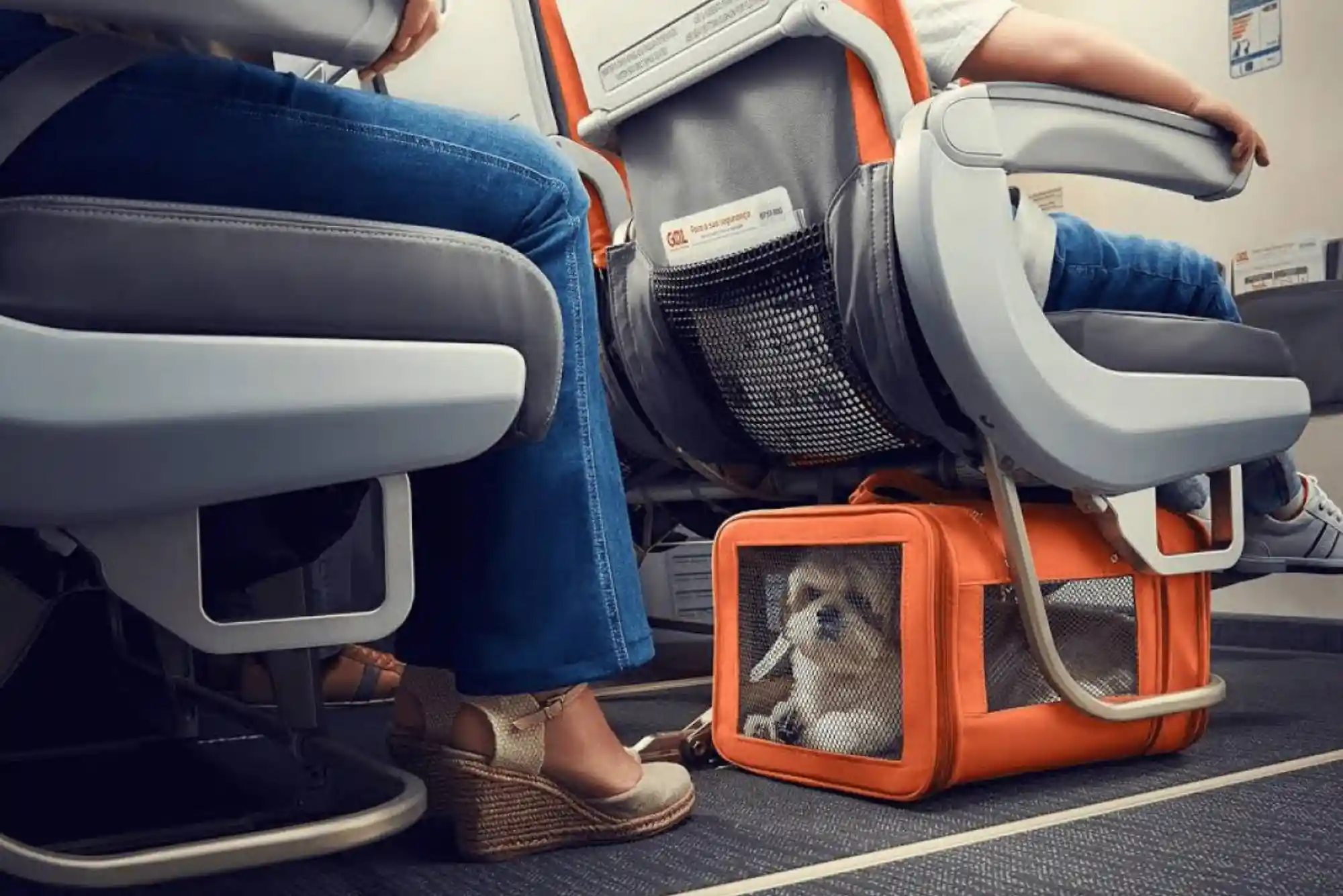 How to Fly Internationally with a Dog: Cabin Dimensions, Pet Passports, and IATA Rules