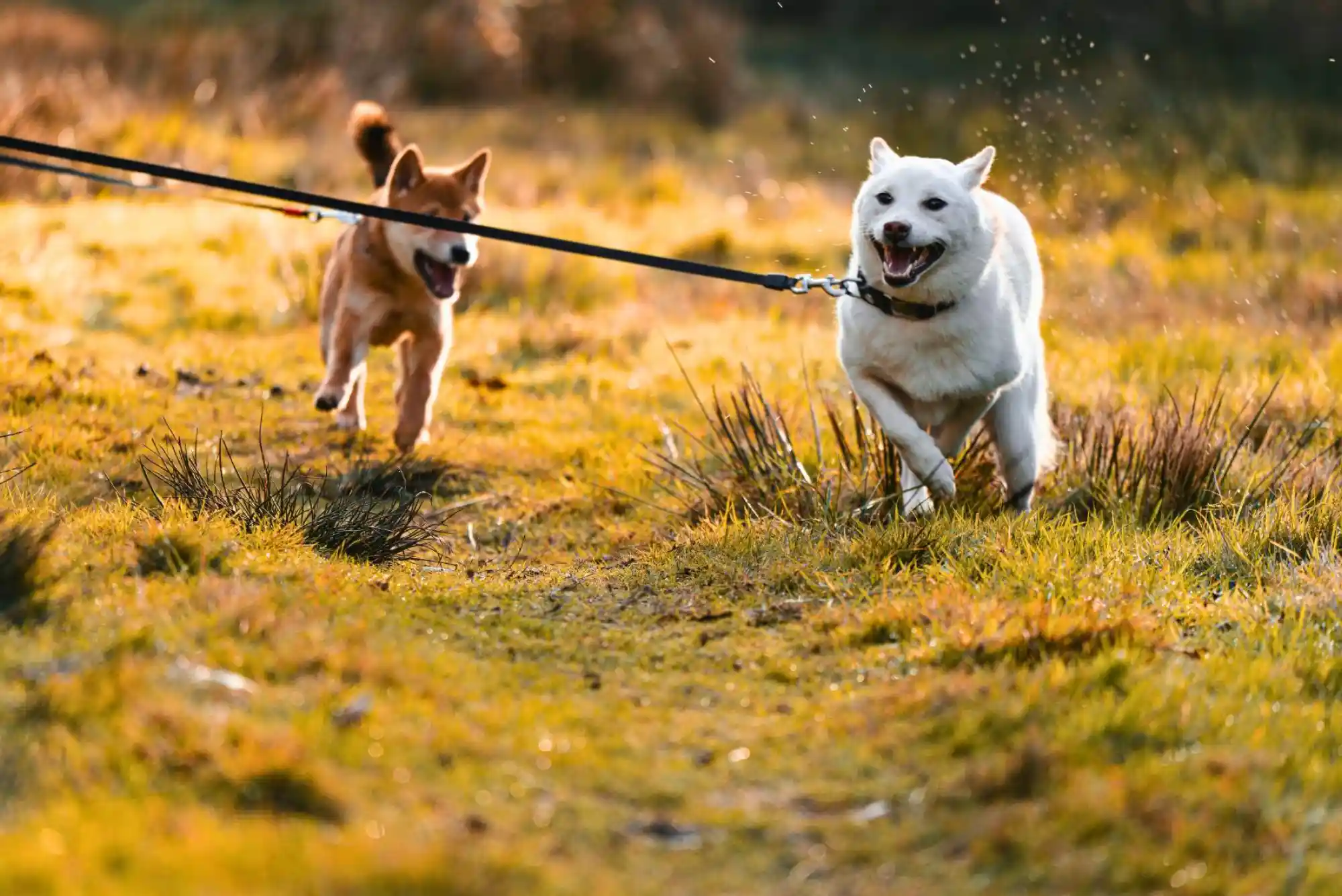 How to Stop a Dog from Barking at Other Dogs on Leash: Reactivity Protocol
