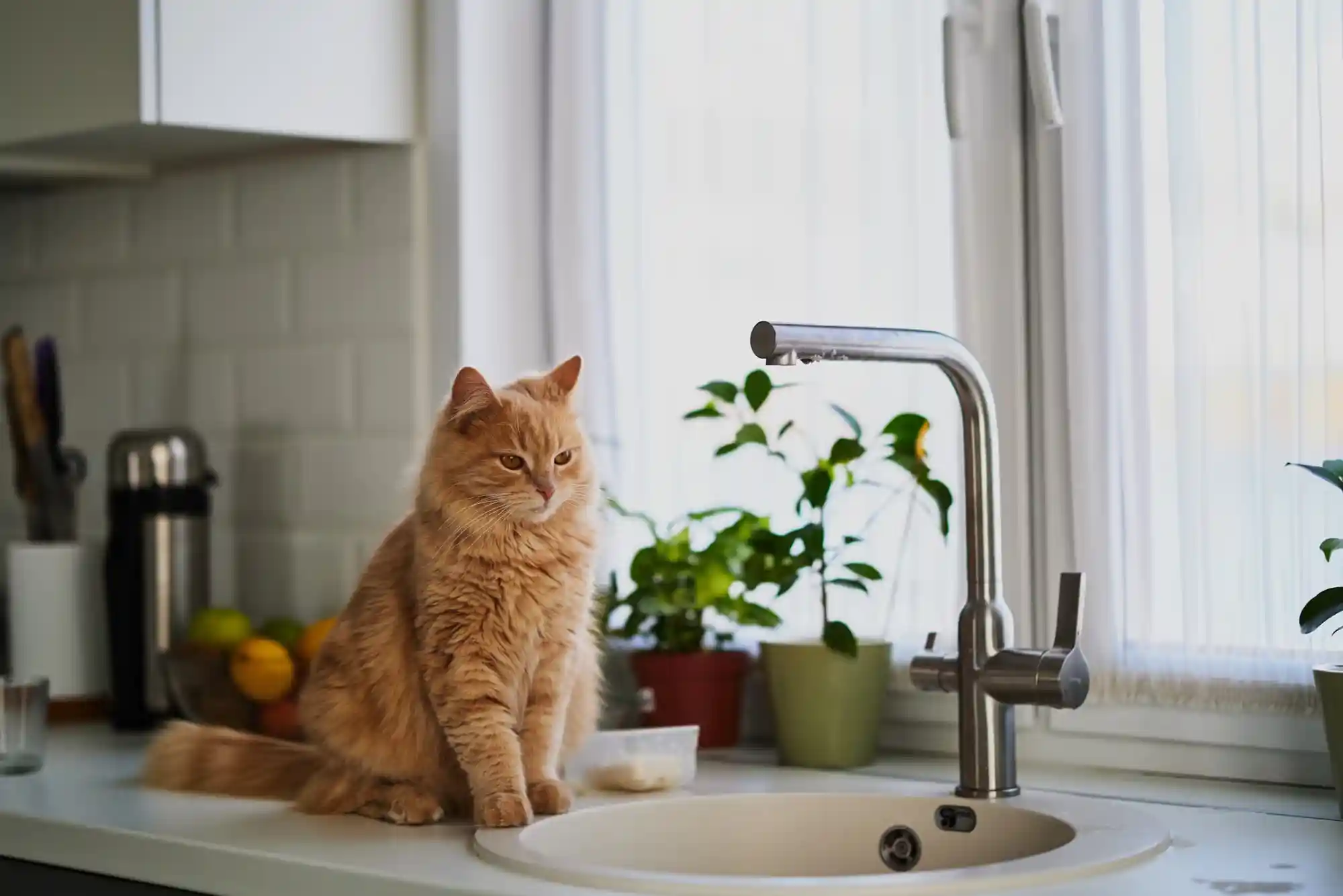 Best Stainless Steel Cat Water Fountains to Prevent Feline Chin Acne and Dehydration