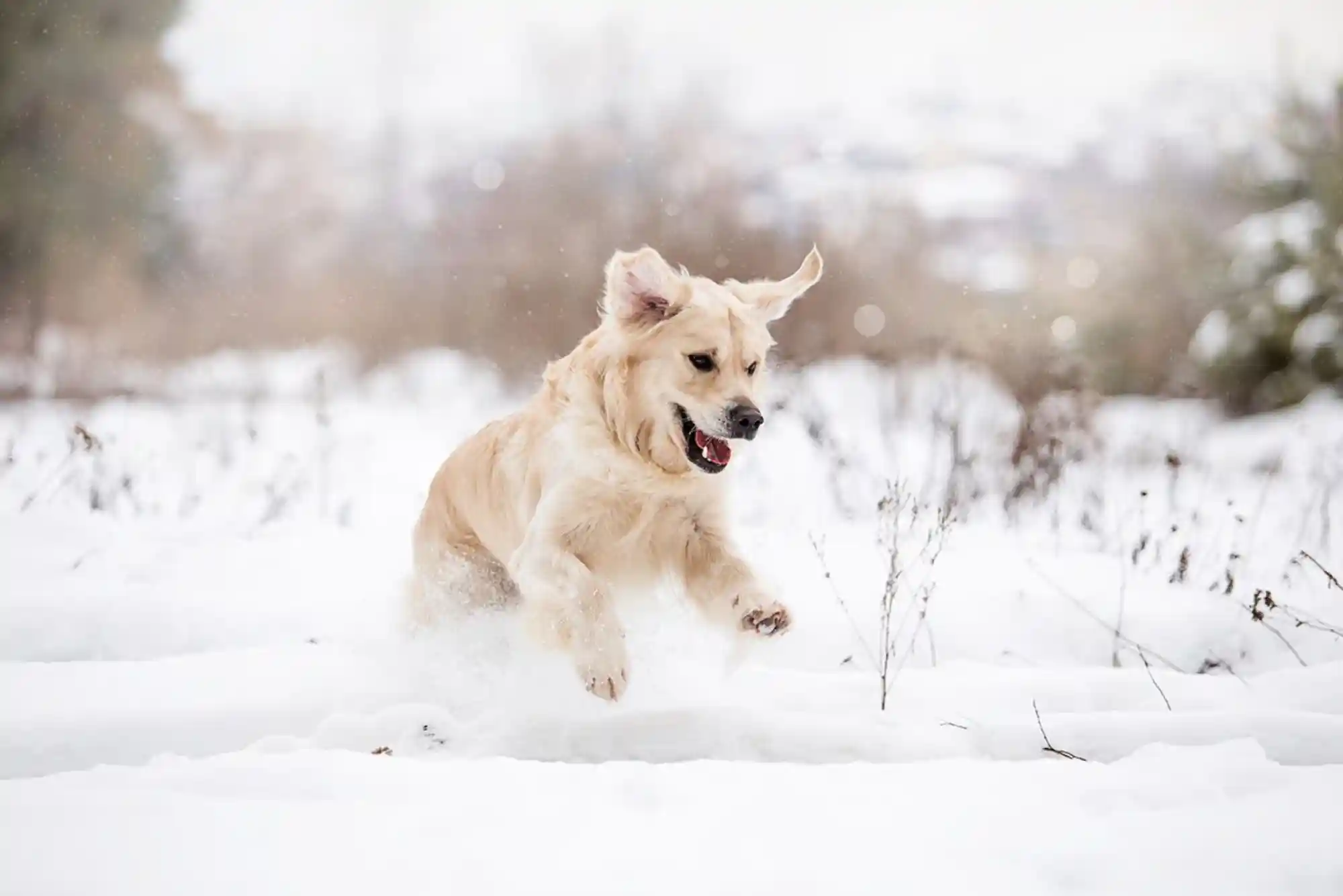 Signs of Hypothermia and Frostbite in Dogs: Cold Weather Safety Temperature Limits