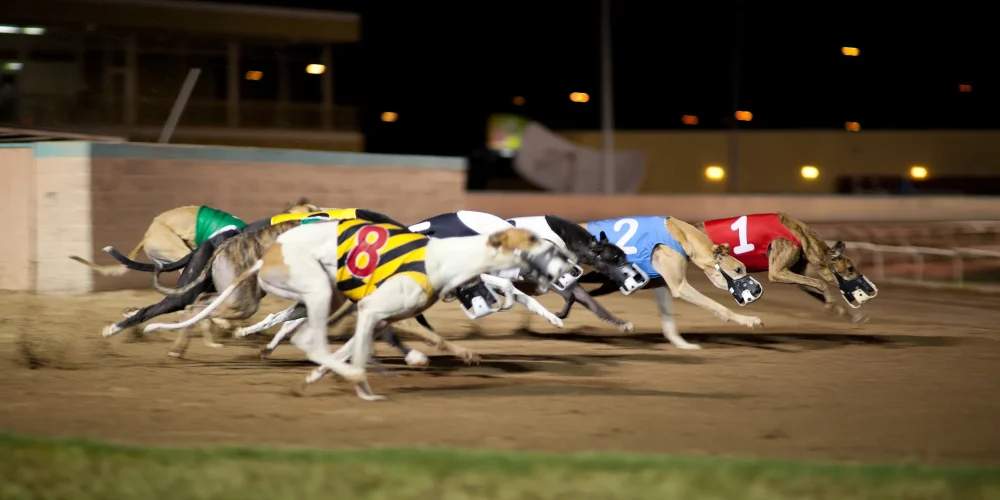 Bet on Greyhound Races